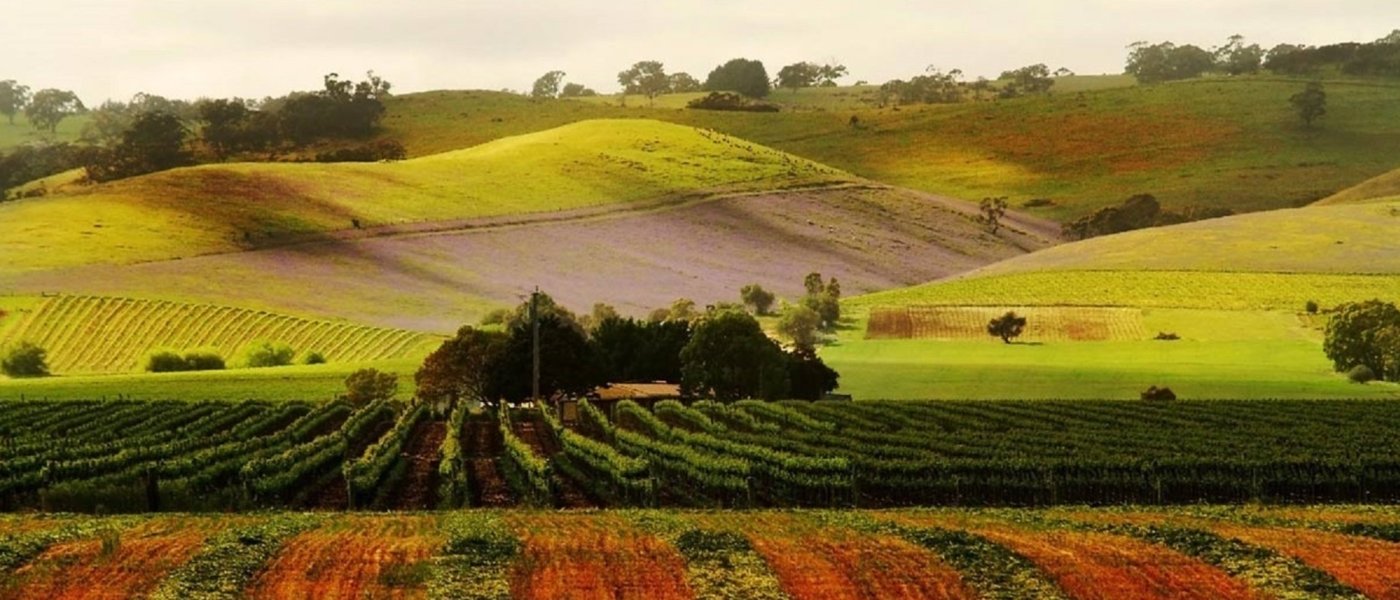 The Barossa Vineyards